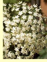   (Sambucus nigra L.)